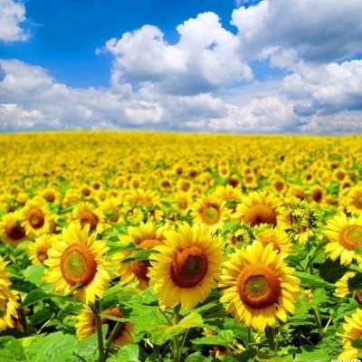 特朗普政府正式要求国会停止资助公共广播公司